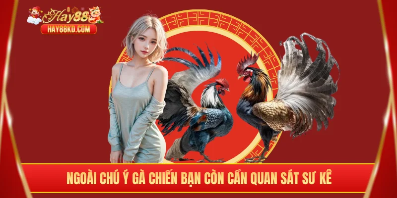 Ngoài chú ý gà chiến bạn còn cần quan sát sư kê