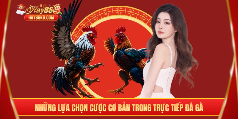 Những lựa chọn cược cơ bản trong trực tiếp đá gà