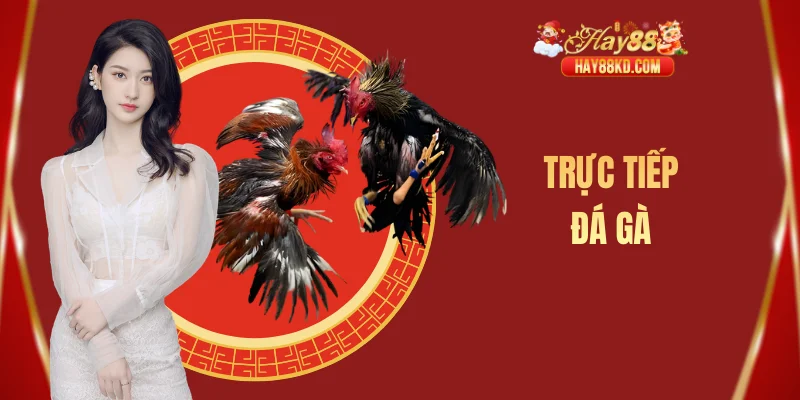 Trực tiếp đá gà